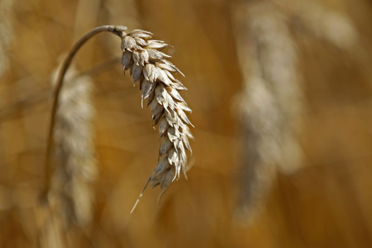 Du blé est vu dans un champ lors d'une récolte à Moisdon-La-Rivière