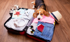 (Crédits photo : Adobe Stock - Valise prête pour des vacances sereines et réussies grâce à l'assurance)