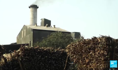 Inde : les forçats de la canne à sucre, esclaves d’une méga-industrie