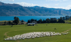 Moutons au Lac Hawea près de la ville de Wanaka en Nouvelle-Zélande le 21 septembre 2023 ( AFP / KAVINDA HERATH )