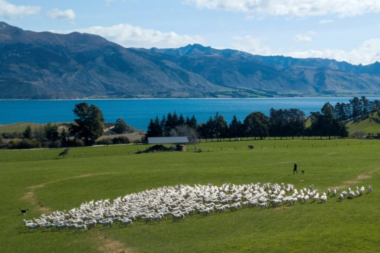 Moutons au Lac Hawea près de la ville de Wanaka en Nouvelle-Zélande le 21 septembre 2023 ( AFP / KAVINDA HERATH )