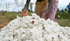 Un agriculteur trie le coton près de Boromo au Burkina Faso, le 19 octobre 2021 ( AFP / Issouf SANOGO )