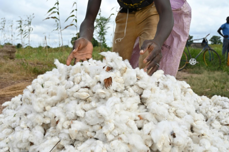 Un agriculteur trie le coton près de Boromo au Burkina Faso, le 19 octobre 2021 ( AFP / Issouf SANOGO )