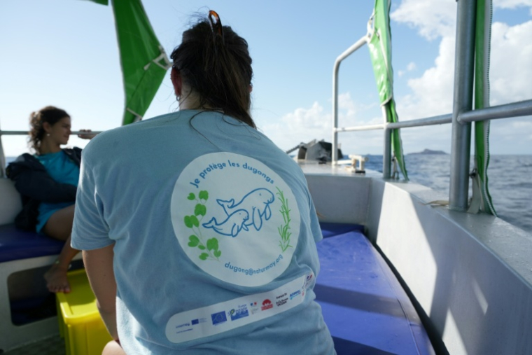 Un scientifique porte un t-shirt à l'effigie des dugongs, lors d'une collecte d'ADN pour la conservation du mammifère marin, dans l'océan Indien, le 22 mai 2026 au nord de Mayotte ( AFP / Marine GACHET )
