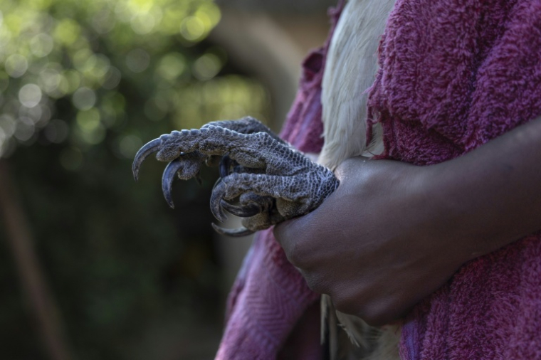 La serre d'un vautour à dis blanc au Soysambu Raptor Centre, l'un des centres vétérinaires et de réhabilitation du Kenya Bird of Prey Trust, à Nakuru, au Kénya le 18 avril 2024 ( AFP / Tony KARUMBA )