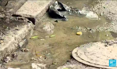 Brésil : 500 000 cas de dengue, bientôt l'épidémie ?