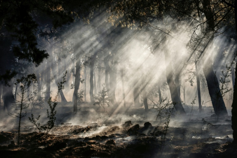 De la fumée s'élève des sous-bois lors d'un incendie de forêt le 23 juin 2025 sut l'île de Chios en Grèce ( AFP / Dimitris Tosidis )