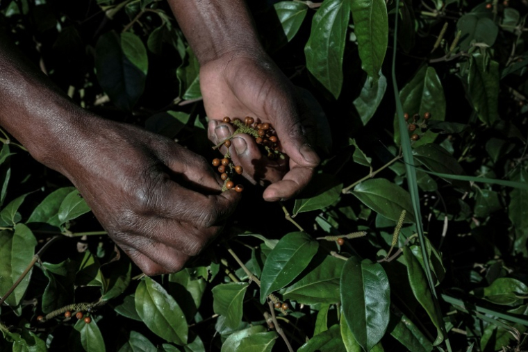Du poivre sauvage tsiperifery de la forêt de Mandraka, à Madagascar, le 26 septembre 2026 ( AFP / Razafindrakoto Mamy Nirina )