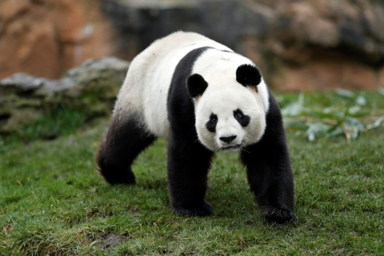 FRANCE: NAISSANCE DE DEUX PANDAS GÉANTS AU ZOO DE BEAUVAL