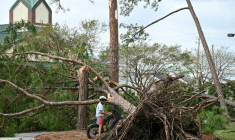 Un arbre arraché par la tempête Isaias à Gulf Breeze, en Floride, le 10 octobre 2026 ( AFP / RONALDO SCHEMIDT )