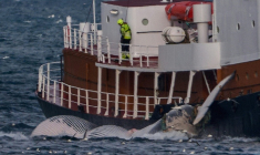 Le baleinier Hvalur 9 ramène au port un rorqual commun de 20 mètres vers le port de Hvalfjordur, près de Reykjavik, le 24 juin 2022 ( AFP / Halldor KOLBEINS )