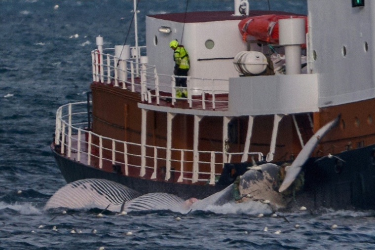 Le baleinier Hvalur 9 ramène au port un rorqual commun de 20 mètres vers le port de Hvalfjordur, près de Reykjavik, le 24 juin 2022 ( AFP / Halldor KOLBEINS )