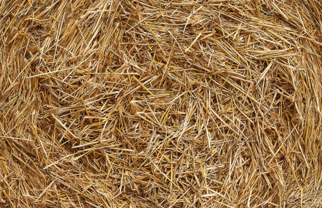 Le miscanthus, qui ressemble à de la paille une fois broyé, permet à la commune de Bernwiller de chauffer tous ses bâtiments publics et plus de 80 habitations.  (minka2507 / Pixabay)