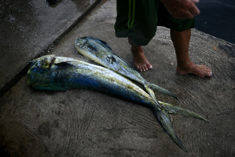 Un pêcheur à côté de sa prise du jour dans un port de Caraballeda, dans l'État de La Guaira, au Venezuela, le 24 septembre 2025. ( AFP / Federico PARRA )