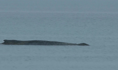 L'état de la baleine échouée sur la côte allemande se détériore