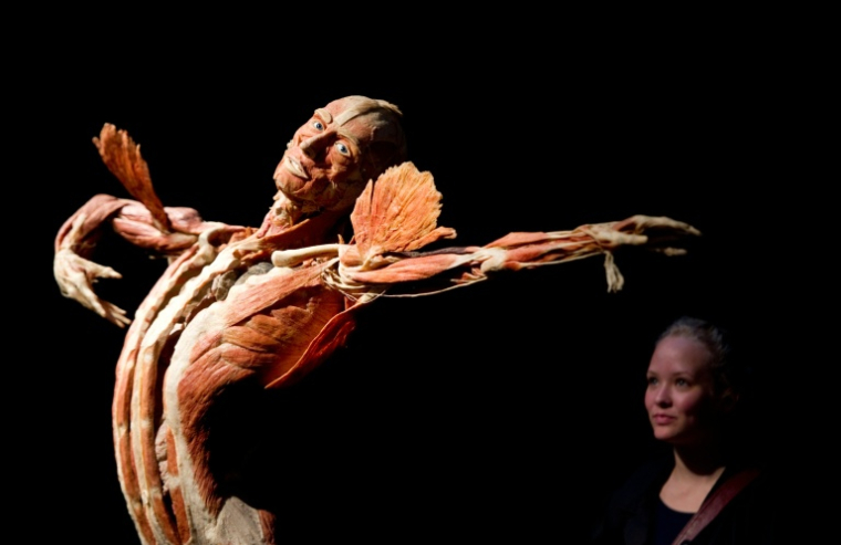 Une jeune femme se tient derrière un corps conservé par le plastinateur allemand Gunther von Hagens lors de l’exposition "Body Worlds & The Story of the Heart" à Berlin, le 27 avril 2011 ( AFP / JOHANNES EISELE )