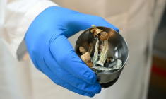 Des champignons Psilocybe cubensis, dans un laboratoire où les champignons contenant de la psilocybine sont testés, le 10 mai 2023 à Portland, dans l'Oregon ( AFP / Robyn Beck )