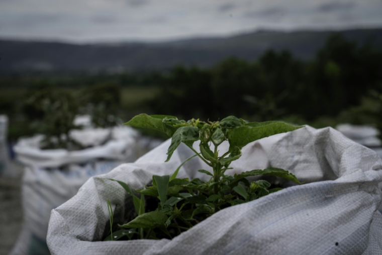 Des plantations à Inye, dans la commune de N'sele, près de Kinshasa, le 7 novembre 2025, en République démocratique du Congo ( AFP / Glody MURHABAZI )