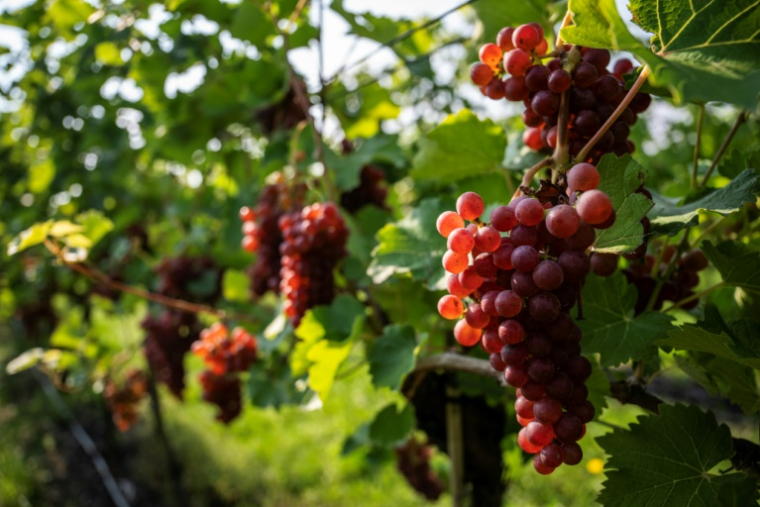 Des grappes de raisin sur le domaine Lindicke, à Werder dans le nord de l'Allemagne, le 9 septembre 2025 ( AFP / John MACDOUGALL )