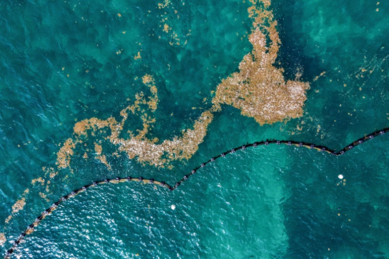 Cette vue aérienne montre des sargasses flottant près d'une barrière de confinement dans la mer des Caraïbes, au large de Puerto Morelos, dans l'État de Quintana Roo (Mexique), le 6 août 2026 ( AFP / Alfredo ESTRELLA )