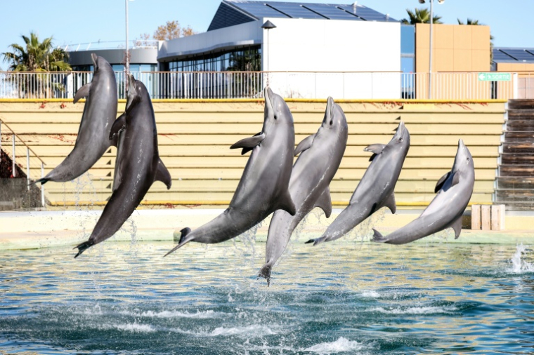 Des dauphins au parc aquatique de Marineland à Antibes, le 27 novembre 2025 ( AFP / Valery HACHE )