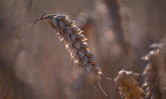( AFP / INA FASSBENDER )