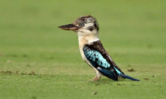 Un kookaburra à Darwin (Australie) le 10 août 2025 ( AFP / William WEST )