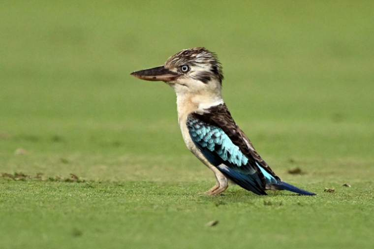 Un kookaburra à Darwin (Australie) le 10 août 2025 ( AFP / William WEST )