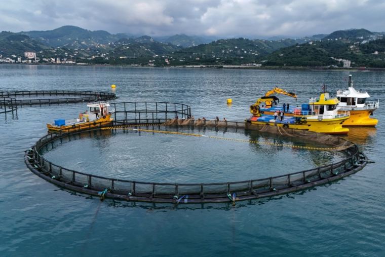 Des ouvriers récoltent des saumons dans leurs cages d'élevage immergées au large des côtes de Vakifkebir, dans la mer Noire, le 11 juin 2025 à Trabzon, en Turquie ( AFP / Ozan KOSE )