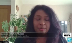 Déclin des abeille : un fléau aux causes multiples avec de lourdes conséquences