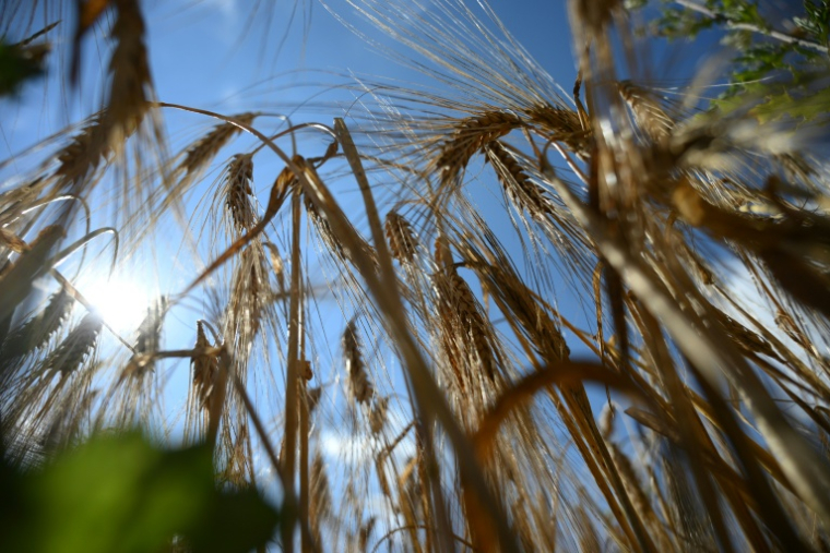 De l'orge d'hiver dans un champ à Gross Machnow, dans l'est de l'Allemagne, le 2 juillet 2026 ( AFP / RALF HIRSCHBERGER )