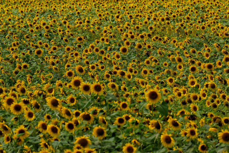 ( AFP / JUAN BARRETO )