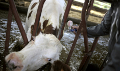 La France doit débuter ce week-end la vaccination de près de 285.000 bovins pour stopper la propagation de la dermatose nodulaire contagieuse (DNC) dans les Alpes ( AFP / JEFF PACHOUD )