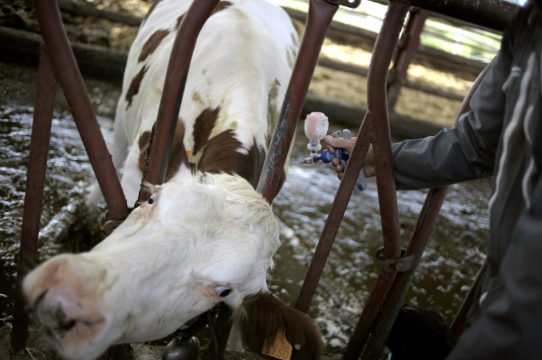 La France doit débuter ce week-end la vaccination de près de 285.000 bovins pour stopper la propagation de la dermatose nodulaire contagieuse (DNC) dans les Alpes ( AFP / JEFF PACHOUD )