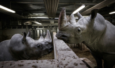 Wami (d) regarde un autre rhinocéros blanc dans son enclos au Parc zoologique de Paris, le 20 octobre 2026 ( AFP / Simon WOHLFAHRT )