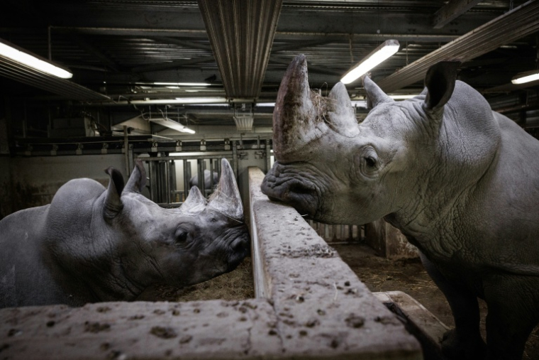 Wami (d) regarde un autre rhinocéros blanc dans son enclos au Parc zoologique de Paris, le 20 octobre 2026 ( AFP / Simon WOHLFAHRT )