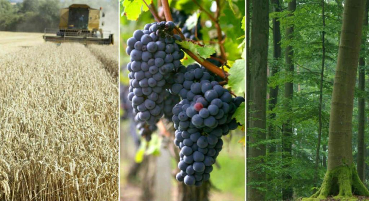 Terres agricoles, vignes et forêts, une façon de diversifier vos placements. (© DR