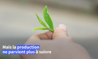 Le Japon "submergé" par le succès mondial de son matcha