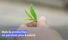 Le Japon "submergé" par le succès mondial de son matcha