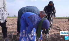 Égypte, les petites mains du secteur agricole