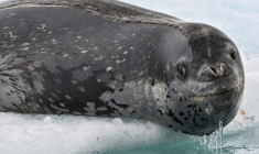 Un phoque léopard (Hydrurga leptonyx) photographié sur l’île Livingston, dans l’archipel des îles Shetland du Sud, en Antarctique, le 27 janvier 2024 ( AFP / Juan BARRETO )