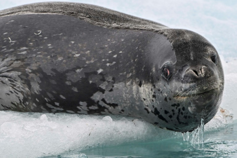 Un phoque léopard (Hydrurga leptonyx) photographié sur l’île Livingston, dans l’archipel des îles Shetland du Sud, en Antarctique, le 27 janvier 2024 ( AFP / Juan BARRETO )