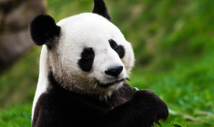 Vivez l’expérience d’un safari sans quitter la France. crédit photo : Getty Images