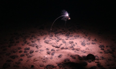 Une image des fonds marins dans la zone de fracture de Clarion-Clipperton, le 24 juillet 2023. (  National Oceanography Centre /  / HANDOUT )