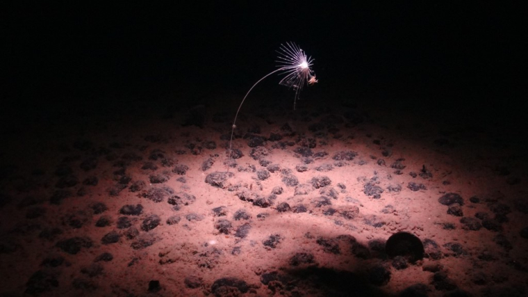 Une image des fonds marins dans la zone de fracture de Clarion-Clipperton, le 24 juillet 2023. ( National Oceanography Centre / / HANDOUT )