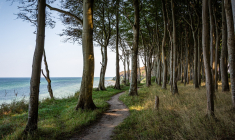 L'homme a été condamné pour ne s'être pas concerté avec sa voisine avant d'abattre l'arbre problématique. (Photo d'illustration) (Seaq68 / Pixabay)