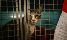 Un chat dans une cage d'un refuge de la SPA, le 7 novembre 2024 à Genevilliers, dans les Hauts-de-Seine ( AFP / Dimitar DILKOFF )