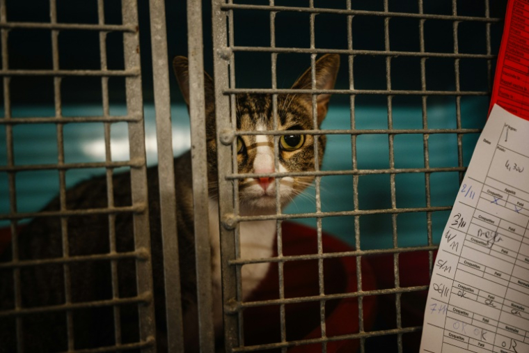 Un chat dans une cage d'un refuge de la SPA, le 7 novembre 2024 à Genevilliers, dans les Hauts-de-Seine ( AFP / Dimitar DILKOFF )