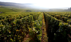 Le vignoble de Champagne à Hautvillers, le 22 septembre 2016 dans la Marne ( AFP / FRANCOIS NASCIMBENI )