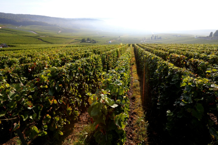 Le vignoble de Champagne à Hautvillers, le 22 septembre 2016 dans la Marne ( AFP / FRANCOIS NASCIMBENI )